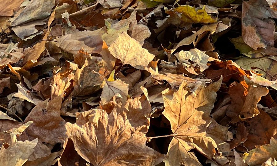 A deep layer of fallen maple leaves.