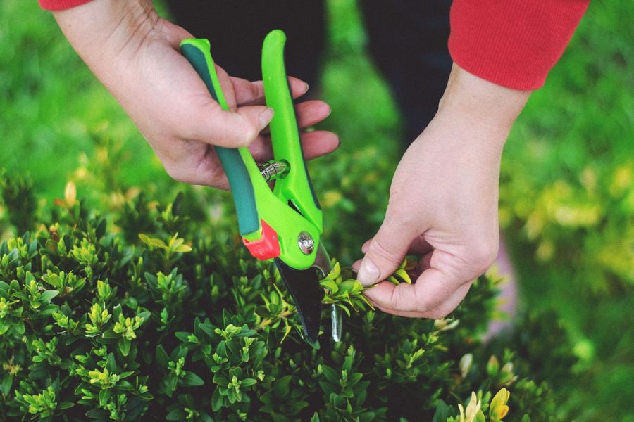 Hands using pruning shears to shape a boxwood shrub.