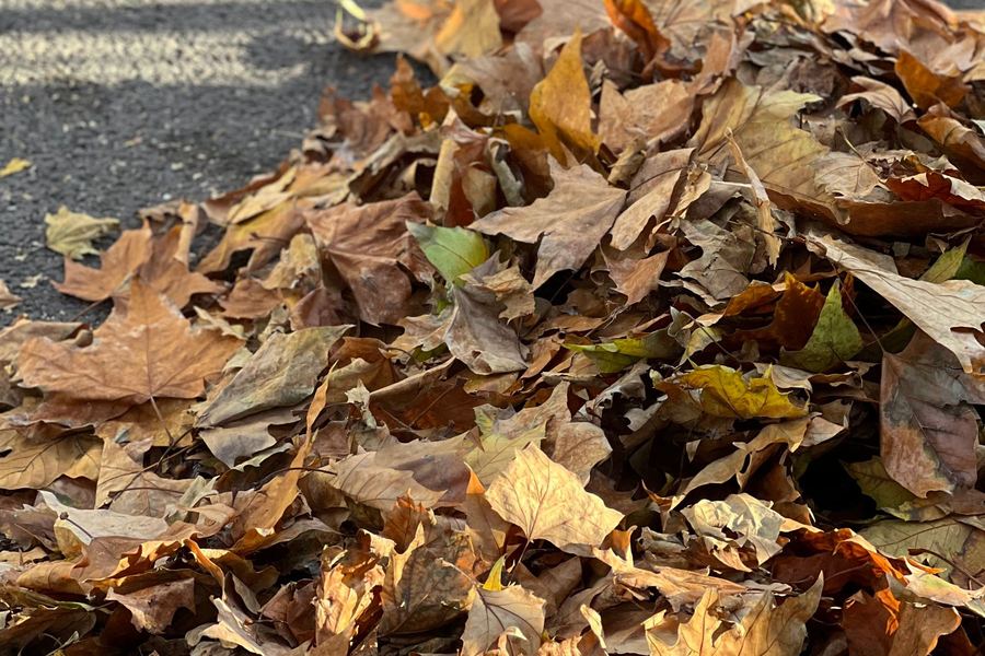 A raked pile of maple leaves at the edge of a driveway.